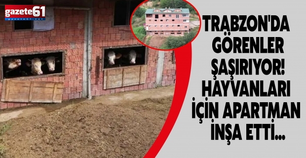 Trabzon'da görenler şaşırıyor! Hayvanları için apartman inşa etti...