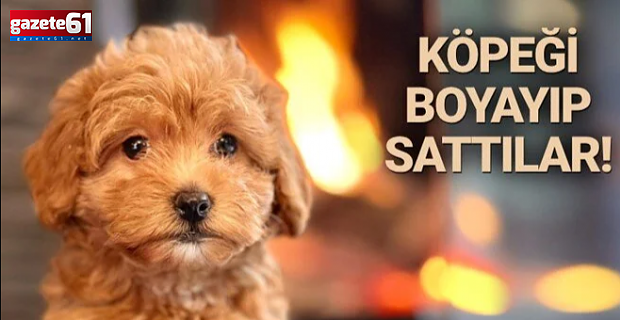 KÖPEĞİ BOYAYIP SATMIŞLAR